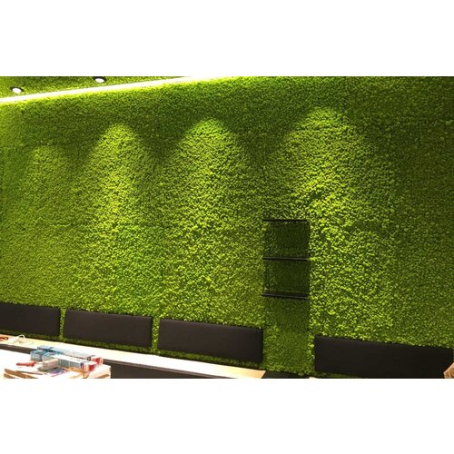 Draumr Draumr Polarmoss Green Walls