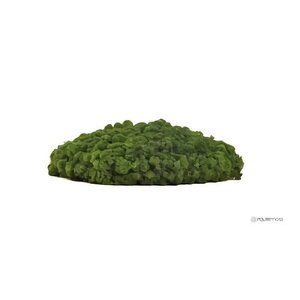 Draumr Draumr Polarmoss Island akoestische groene wand Draumr Draumr Polarmoss Island akoestische groene wand