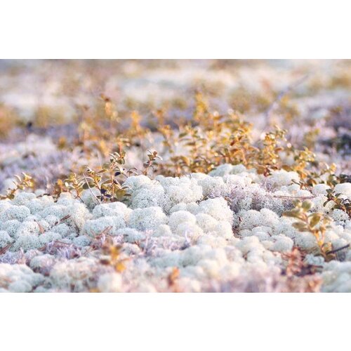 Draumr Draumr Polarmoss Flex Elements groene wanden